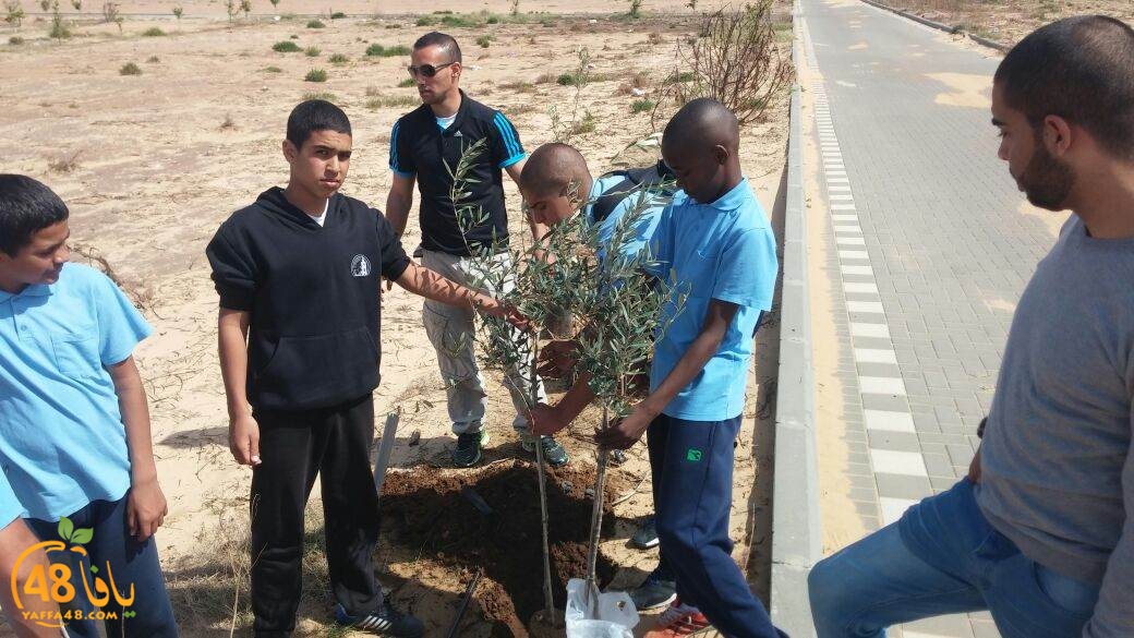 shajar tasojj (5).JPG